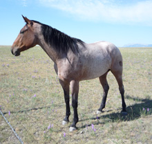 red roan